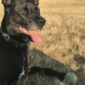 Dog Walking By Nettie