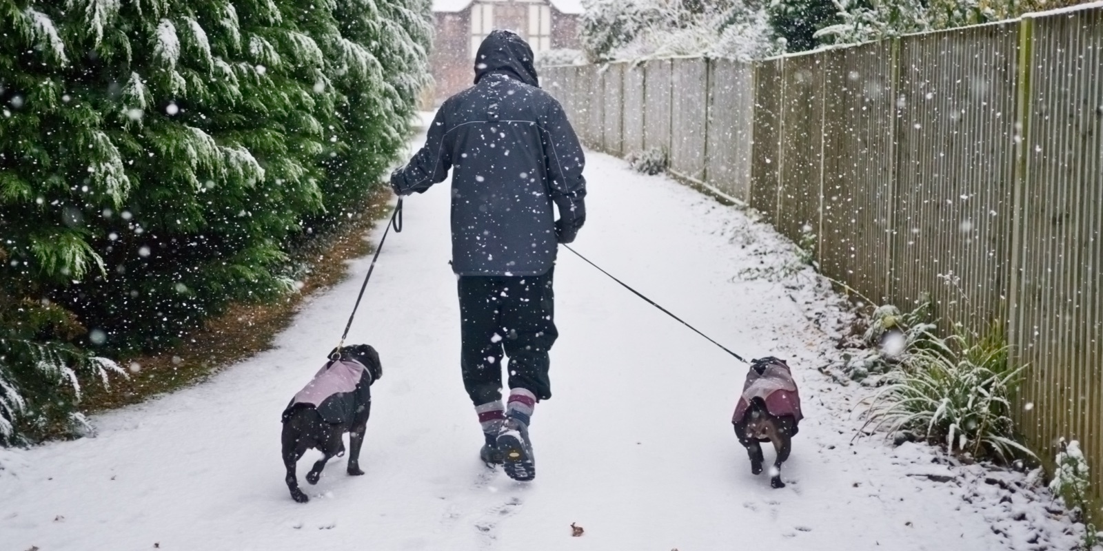 Winter dog walks to explore this Christmas