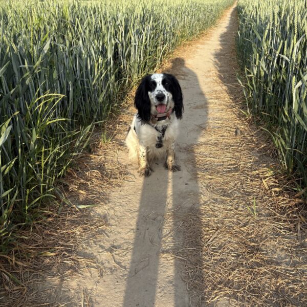 DogSnark profile