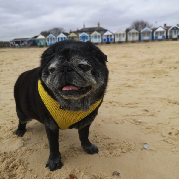 Humphreypug profile