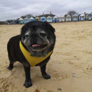 Humphreypug profile