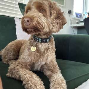 LouiseandBuddy profile