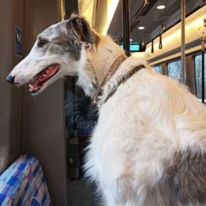 TsaraTheBorzoi profile