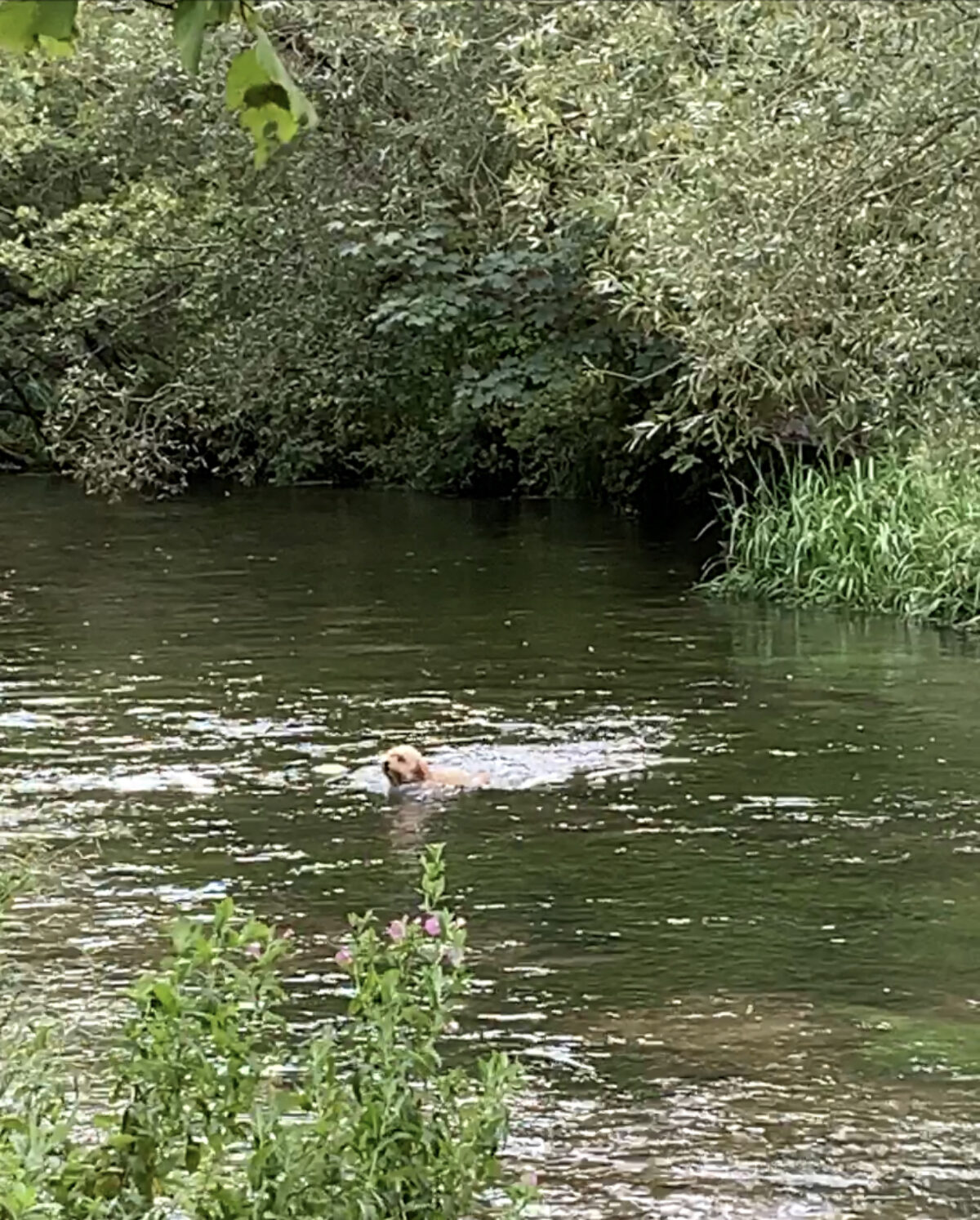 A Splash Along the River Arle large photo 5