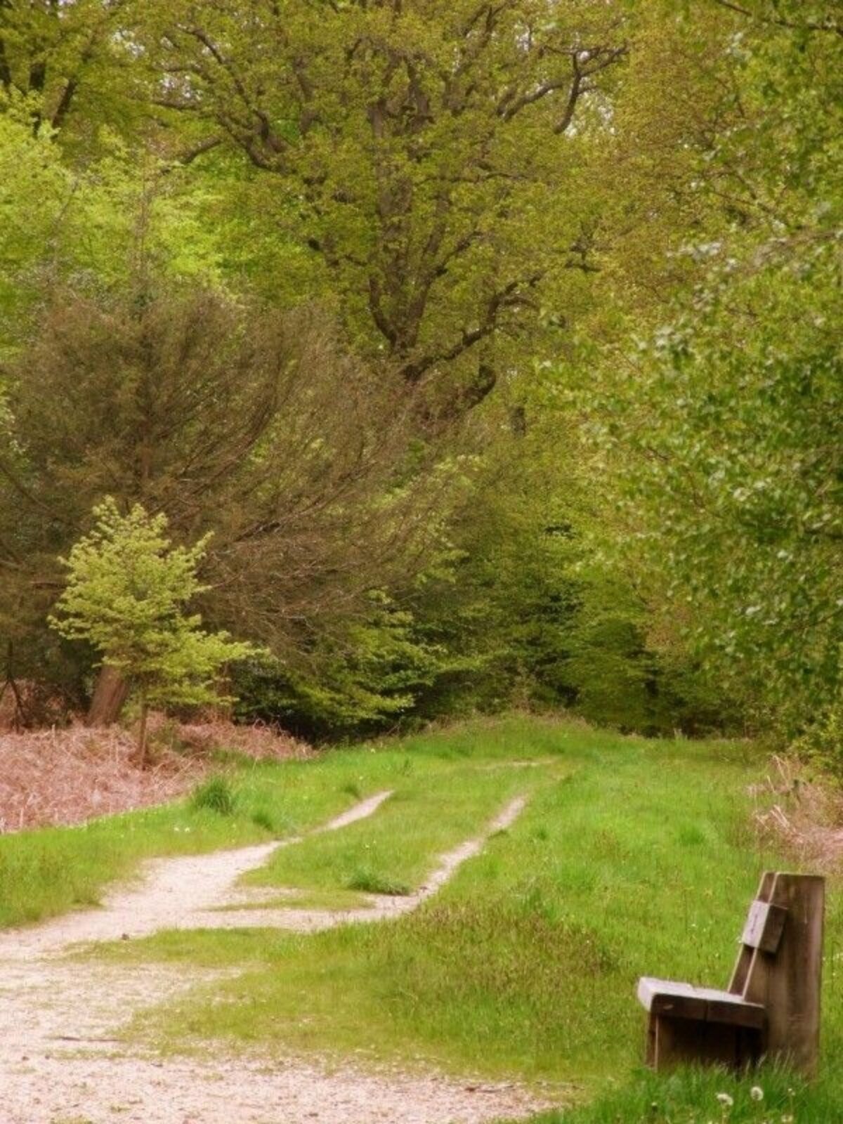 Alice Holt Forest large photo 1