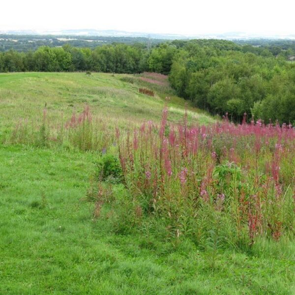 Almondell & Calderwood Country Park photo 1