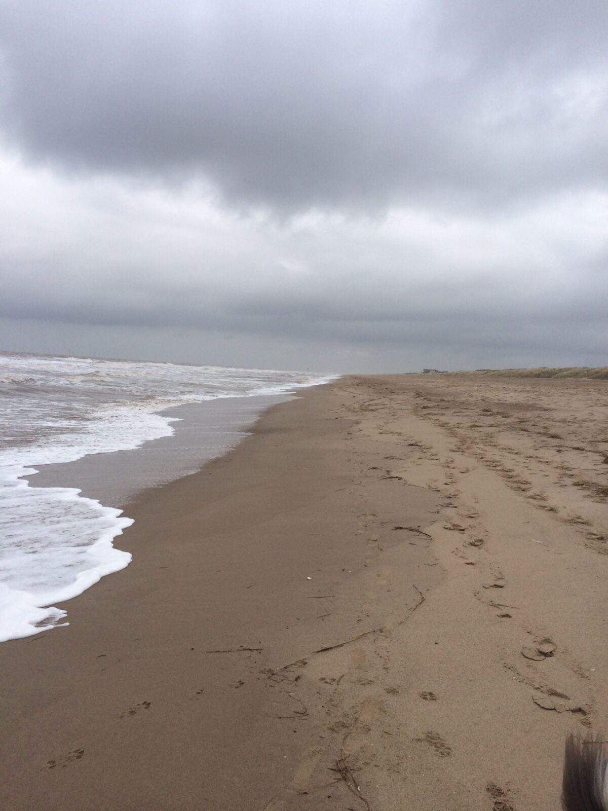 does skegness beach allow dogs