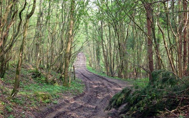 Archers Wood Dog walk in Cambridgeshire