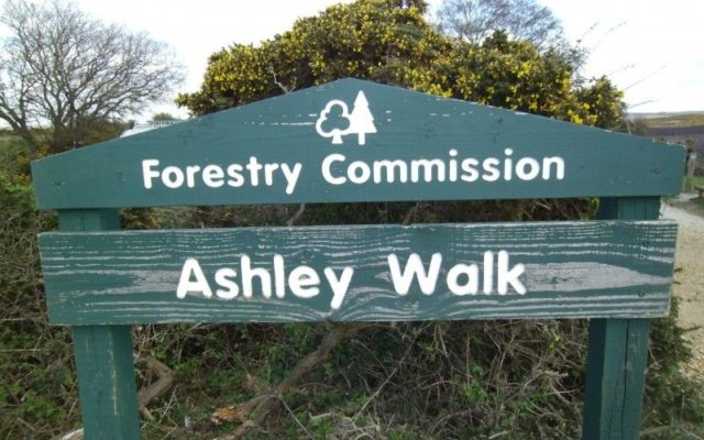 Ashley Walk (New Forest) Dog walk in Hampshire
