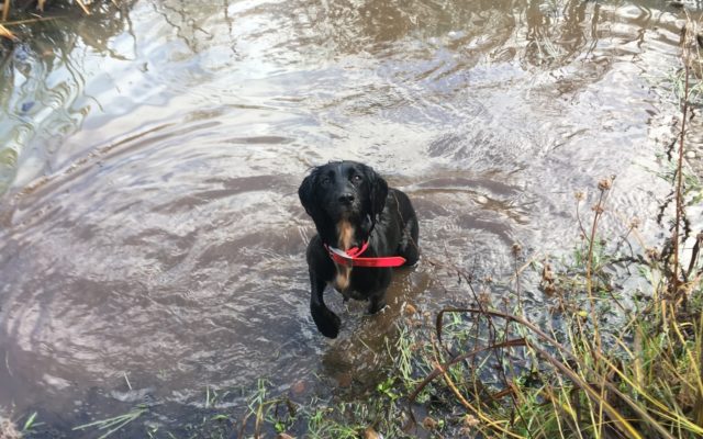 Ashton Court Estate Dog walk in Bristol (City of)
