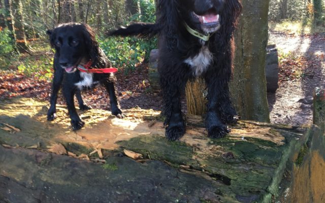 Ashton Court Estate Dog walk in Bristol (City of)