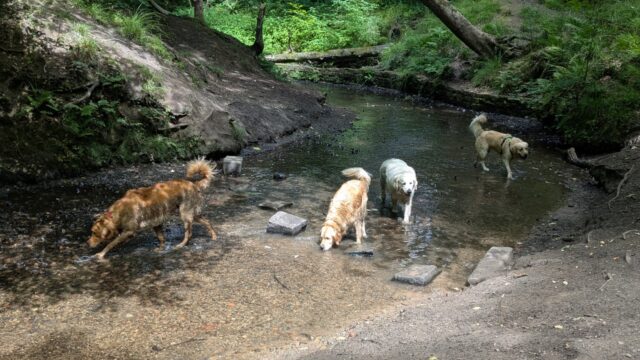 Dog walk at Astley Park