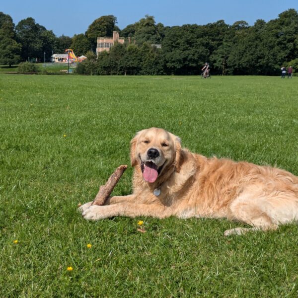 Astley Park photo 8