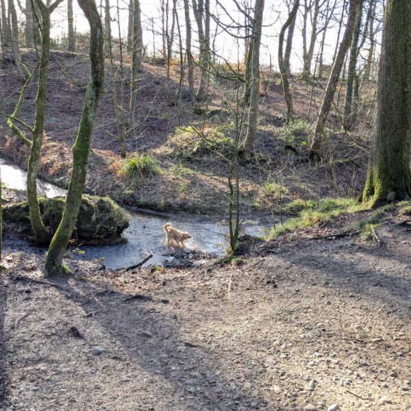 Astley Park photo 2