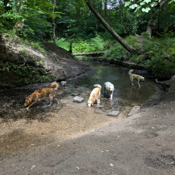Astley Park photo 1