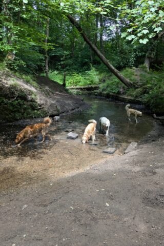 Dog walk at Astley Park photo