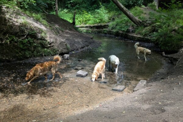 Astley Parkphoto
