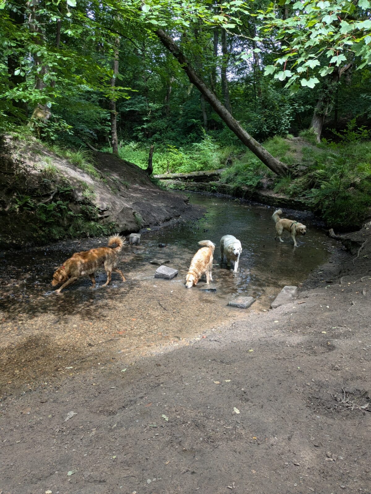 Astley Park large photo 1