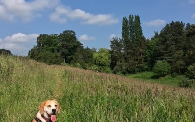 Aubrey Buxton Nature Reserve Dog walk in Essex