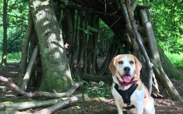 Aubrey Buxton Nature Reserve Dog walk in Essex