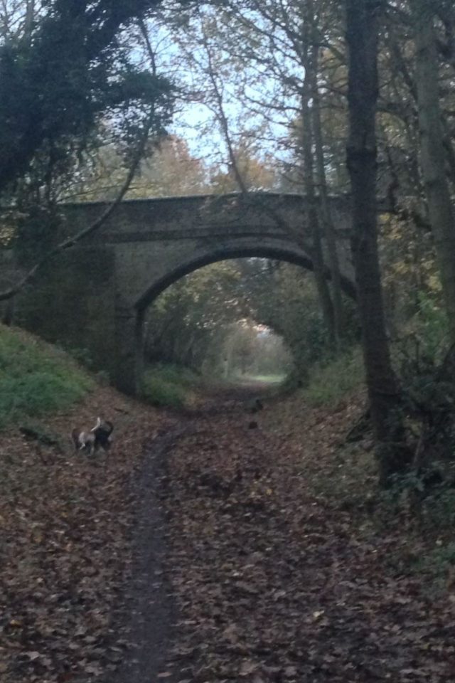Dog walk at Ayot Greenway · Hertfordshire · Walkiees