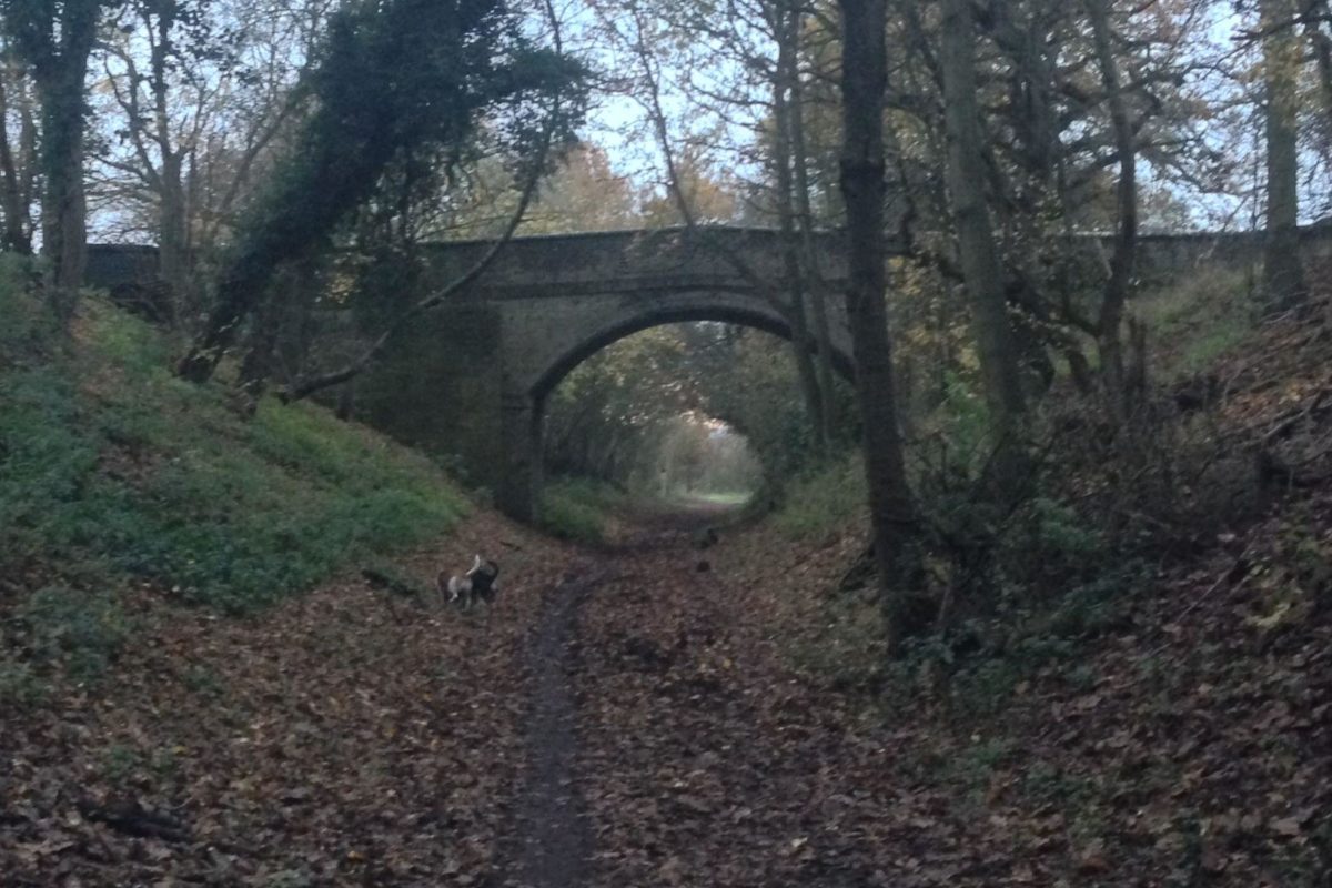 Dog walk at Ayot Greenway · Hertfordshire · Walkiees
