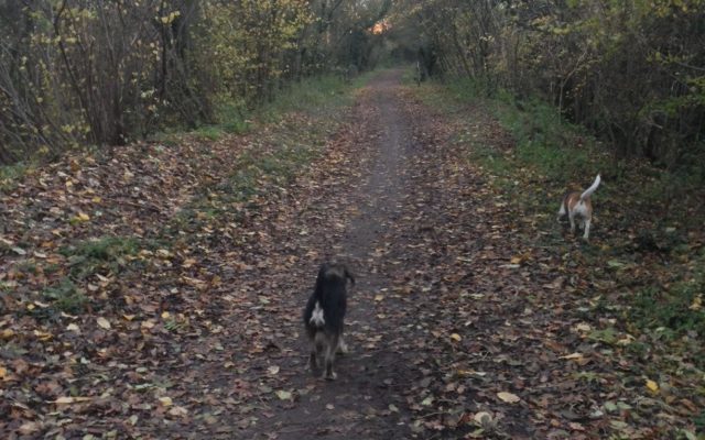 Ayot Greenway Dog walk in Hertfordshire