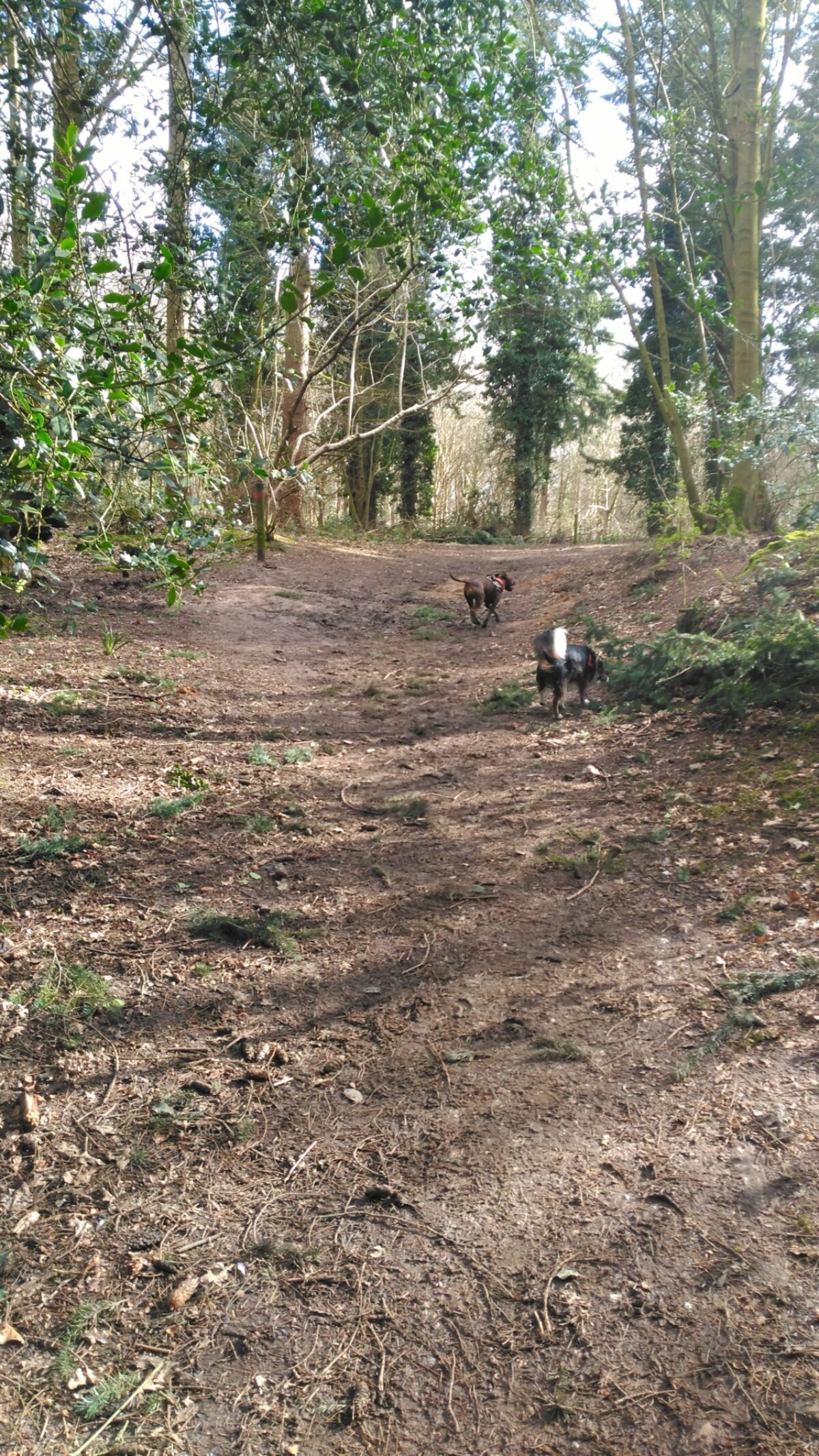 Bacton Woods large photo 2