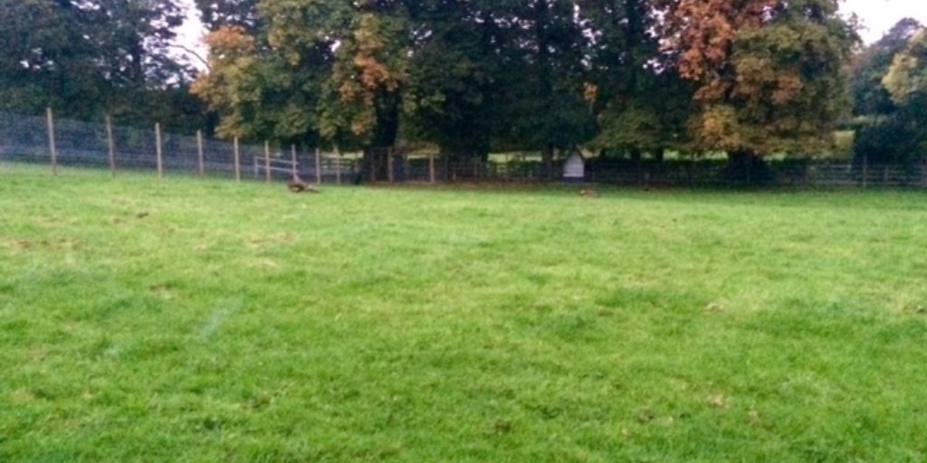 Dog walk at Baffles Dog Field · Yorkshire (West) · Walkiees