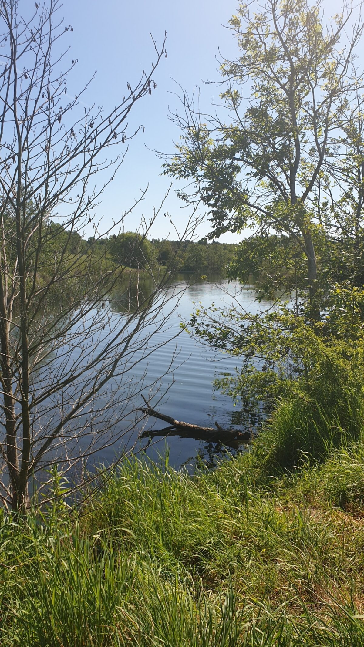 Bagworth Heath Woods large photo 4