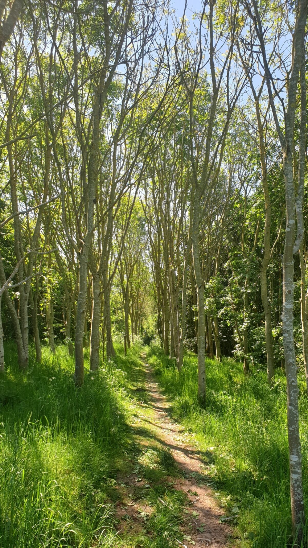 Bagworth Heath Woods large photo 3