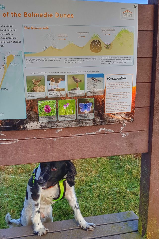 Dog walk at Balmedie Beach · Aberdeenshire · Walkiees