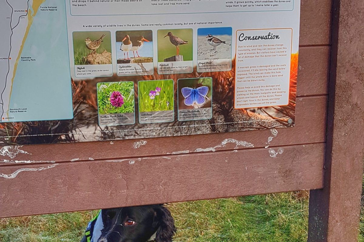 Dog walk at Balmedie Beach · Aberdeenshire · Walkiees