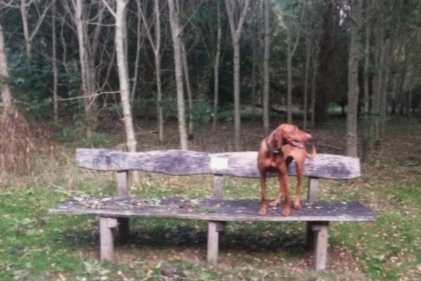 Bampton Dog Walkphoto