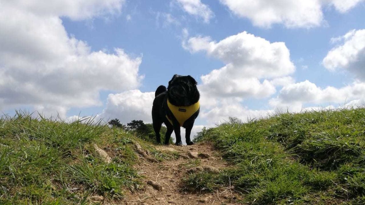 Dog walks in Lincolnshire Walkiees