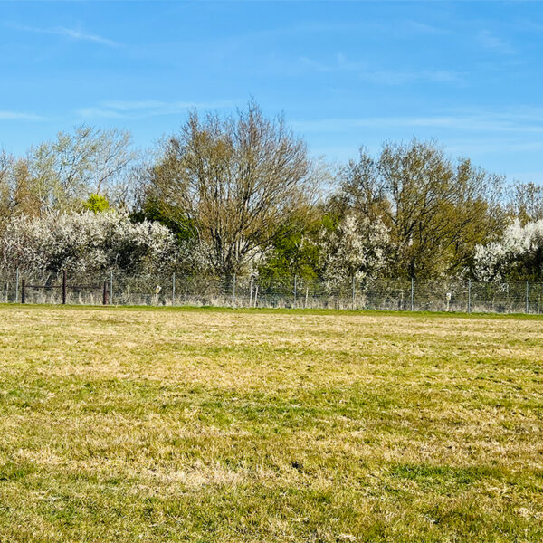 Baulking Dog Field photo 6