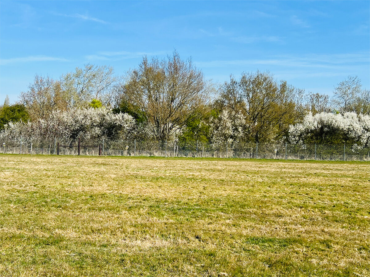 Baulking Dog Field large photo 6 Baulking Dog Field large photo 6