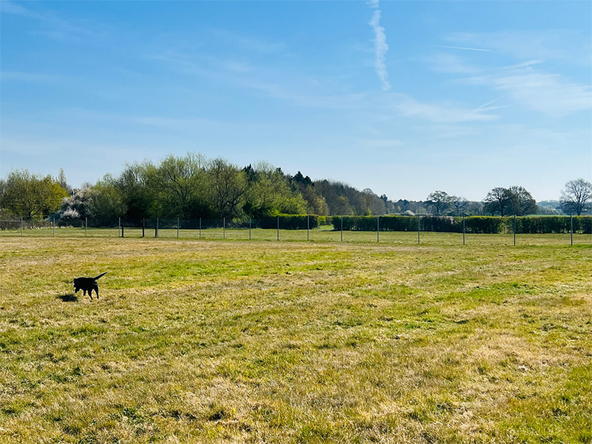 Baulking Dog Field large photo 4 Baulking Dog Field large photo 4