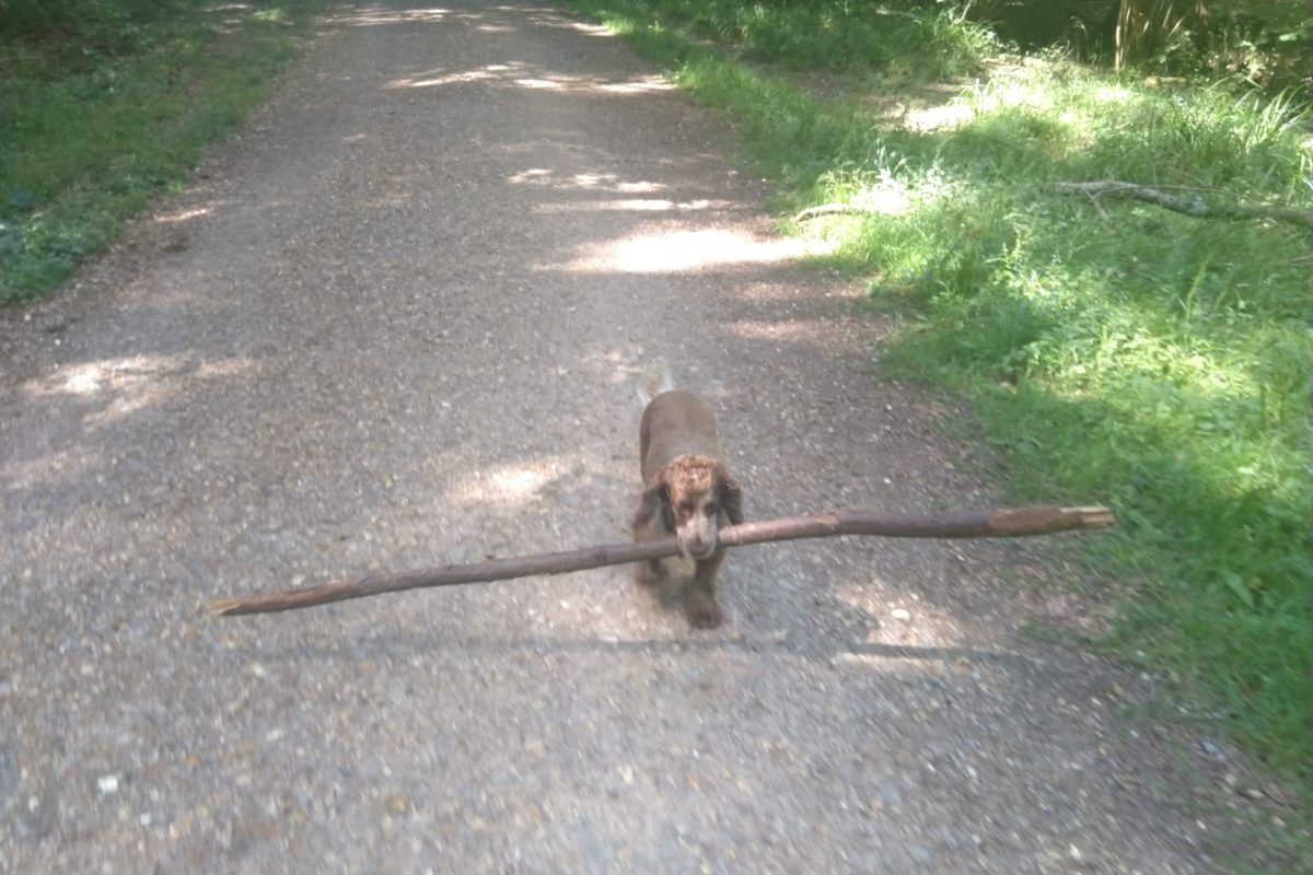 Dog walk at Beaulieu to Bagshot Moor • New Forest · Walkiees