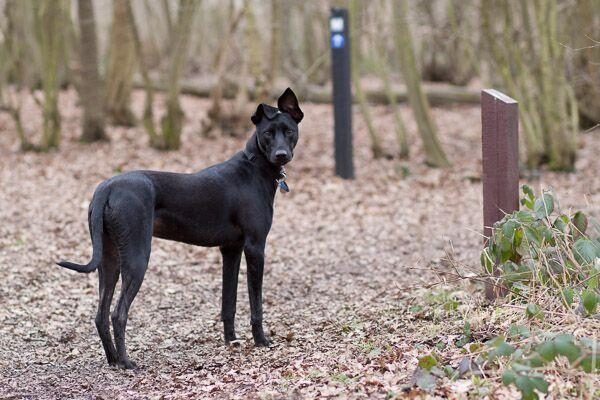 Belhus Woods Country Parkphoto