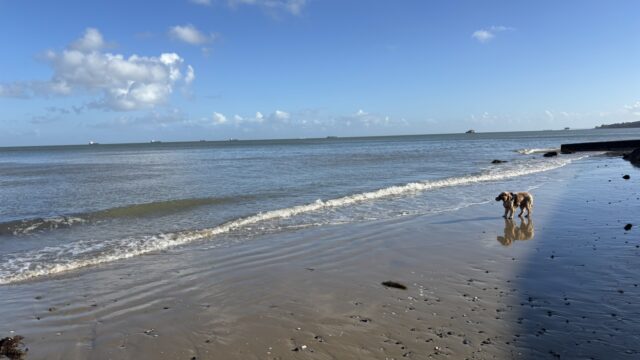 Dog walk at Bembridge Beach