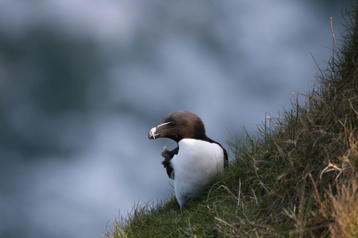 can you take dogs to bempton cliffs