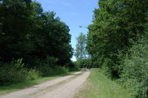 Bernwood Forestphoto