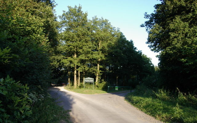 Bernwood Forest Dog walk in Oxfordshire
