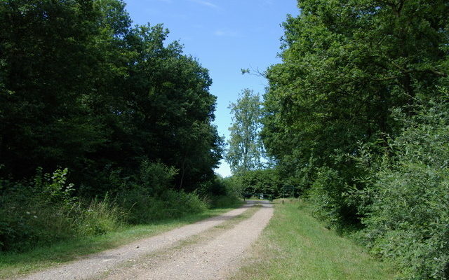 Bernwood Forest Dog walk in Oxfordshire