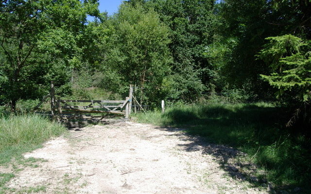 Bernwood Forest Dog walk in Oxfordshire