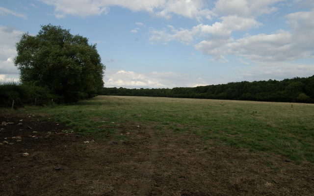 Bernwood Forest Dog walk in Oxfordshire