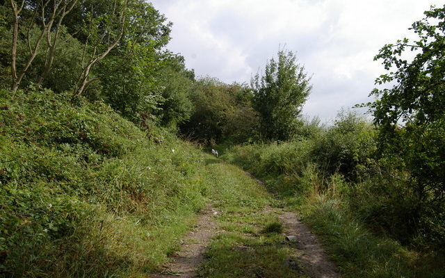 Bernwood Forest Dog walk in Oxfordshire