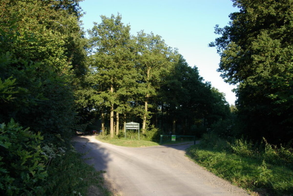 Bernwood Forest large photo 2