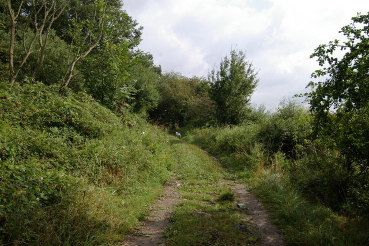 Bernwood Forest large photo 7